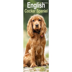 Breed Cocker 2026 预订English Slimline 9781804608012 Slim Mon Spaniel Calendar Dog