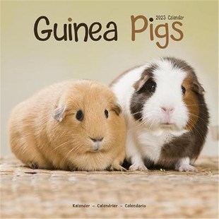 Calendar 预订Guinea Pigs 2023 Wall