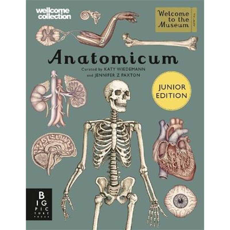 预订不退不换Anatomicum Junior