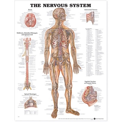 预订不退不换Nervous System Anatomical Chart[9781587790447]