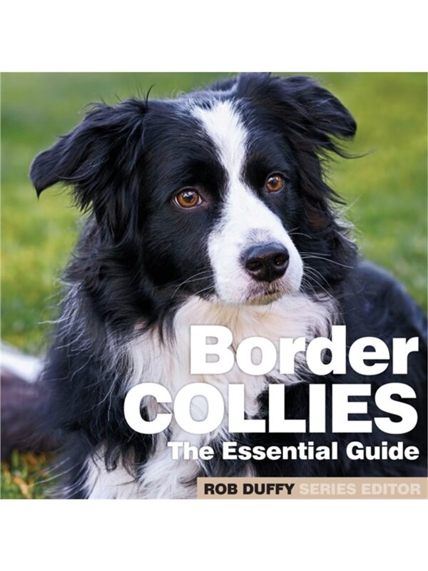 现货Border Collies