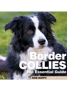 现货Border Collies