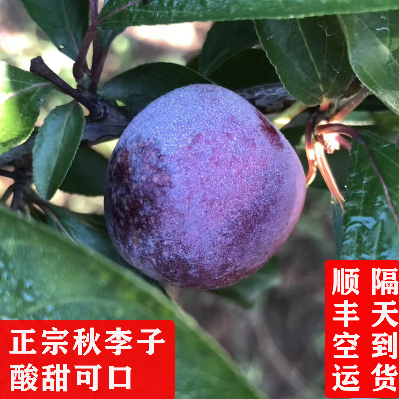 正宗秋李子 葫芦岛特产小众水果  酸甜美味新鲜秋李子 顺丰空运