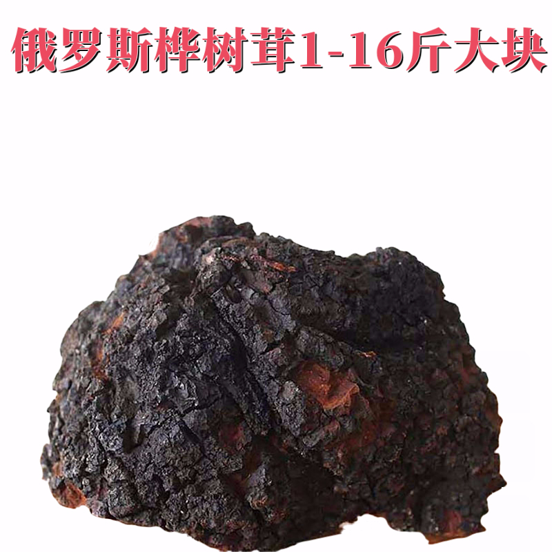 俄罗斯桦树茸黑金大块整块白桦茸野生进口桦褐孔菌1-16斤