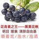 黑果花楸长白山不老莓花青素之王控糖控压消除自由基缓衰老泡水