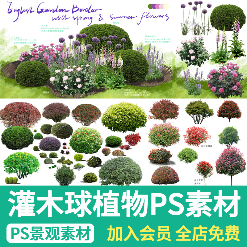 景观灌木高杆球PS园林修剪造型植物组团黄杨女贞石楠psd免抠素材-封面