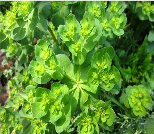 新鲜猫眼草 野外泽漆 猫儿眼 五朵云带根 泽漆 五朵云 现挖包邮