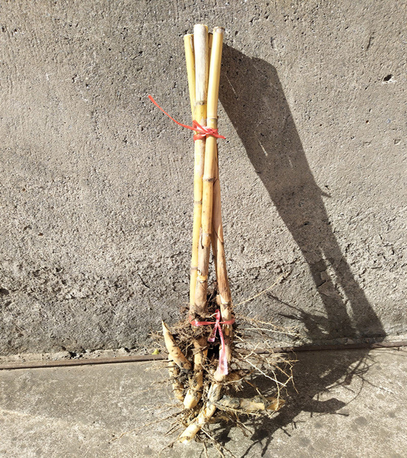 芦苇杆芦柴梗芦苇带根整株芦柴杆竹子杆芝麻带根搬家用乔迁装饰