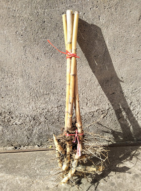 芦柴杆芦苇天然芦苇杆芦苇花乔迁