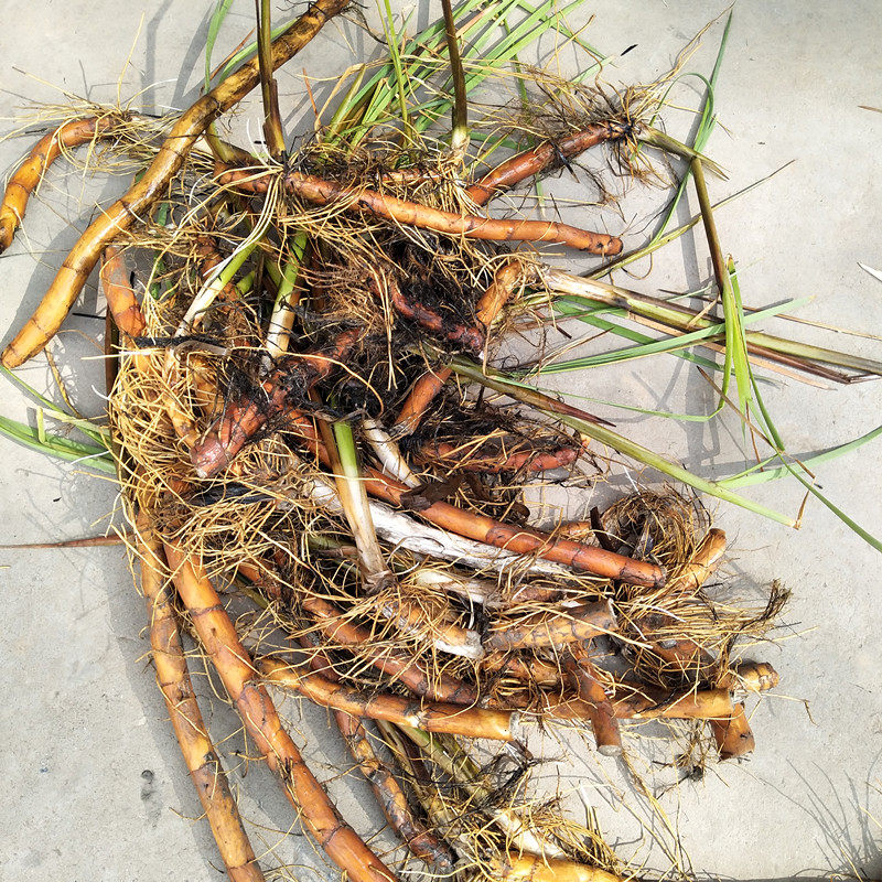 新鲜香蒲根现挖野水蒲黄根蒲草根水蜡烛根中药材有臭蒲根现挖包邮