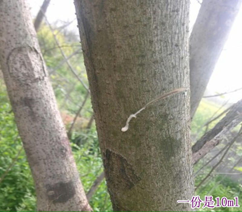 新鲜构树汁10毫升手工现采野楮树纯乳液谷浆树原汁液包邮
