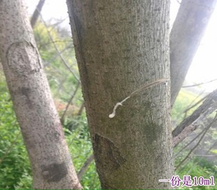 新鲜构树汁10毫升手工现采野楮树纯乳液谷浆树原汁液包邮