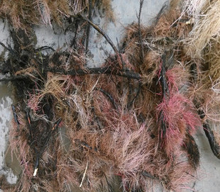 新鲜柳树根杨柳根水柳根垂柳树根红皮柳树根杨树根须500g包邮