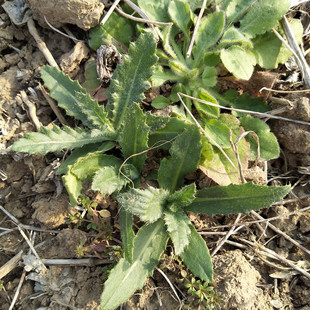 新鲜小蓟野外刺儿菜食用野菜刺菜刺角芽刺菜七七菜中药材顺丰包邮