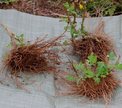 野菊花根药材现挖包邮