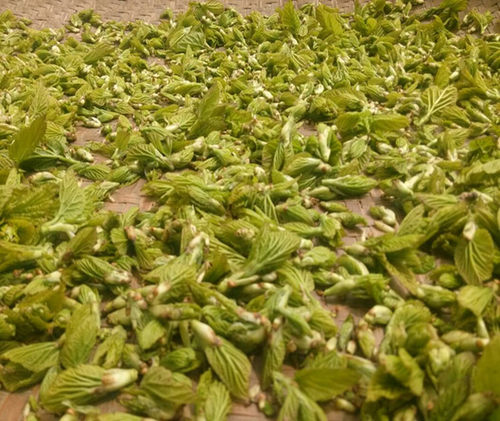 桑芽茶桑葚芽桑叶茶包邮