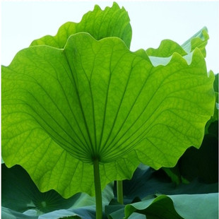 新鲜荷叶煮粥整张现摘 荷叶茶野外现摘藕叶荷叶糯米鸡夏季清茶