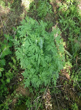 菊花树苗阳台庭院盆栽根茎
