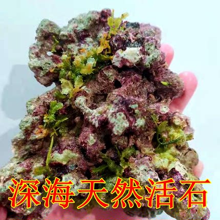深海活石高钙深水海底块状海水过滤鱼缸珊瑚海缸微生物多孔造景石