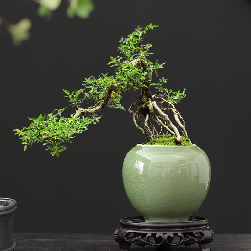 中式雪花盆陶瓷小口径室内好养绿植花盆办公室茶桌创意装饰品摆件