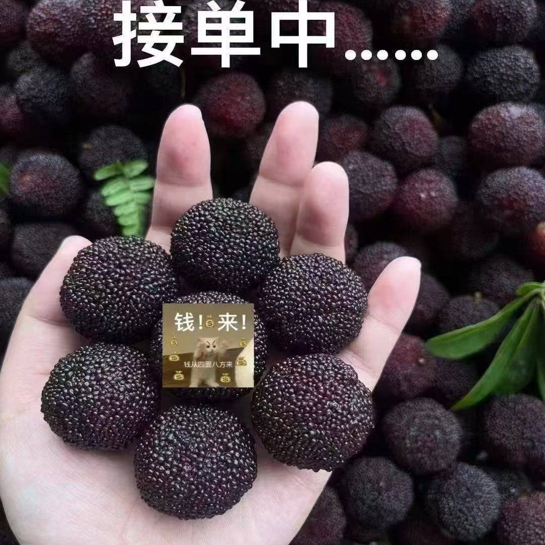 正宗浙江宁波余姚三七市荸荠杨梅顺丰冷链4斤5斤当季水果现发新鲜