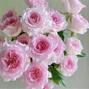 洛神玫瑰16支+4支防损 鲜切花云南直发生日礼物家庭插花