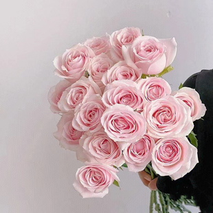 粉雪山玫瑰18支+2支防损 云南直发生日礼物家庭插花