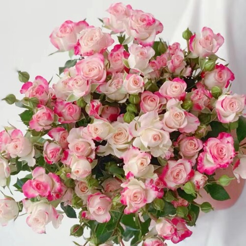 折射 泡泡多头玫瑰花云南鲜花云南直发生日礼物家庭插花