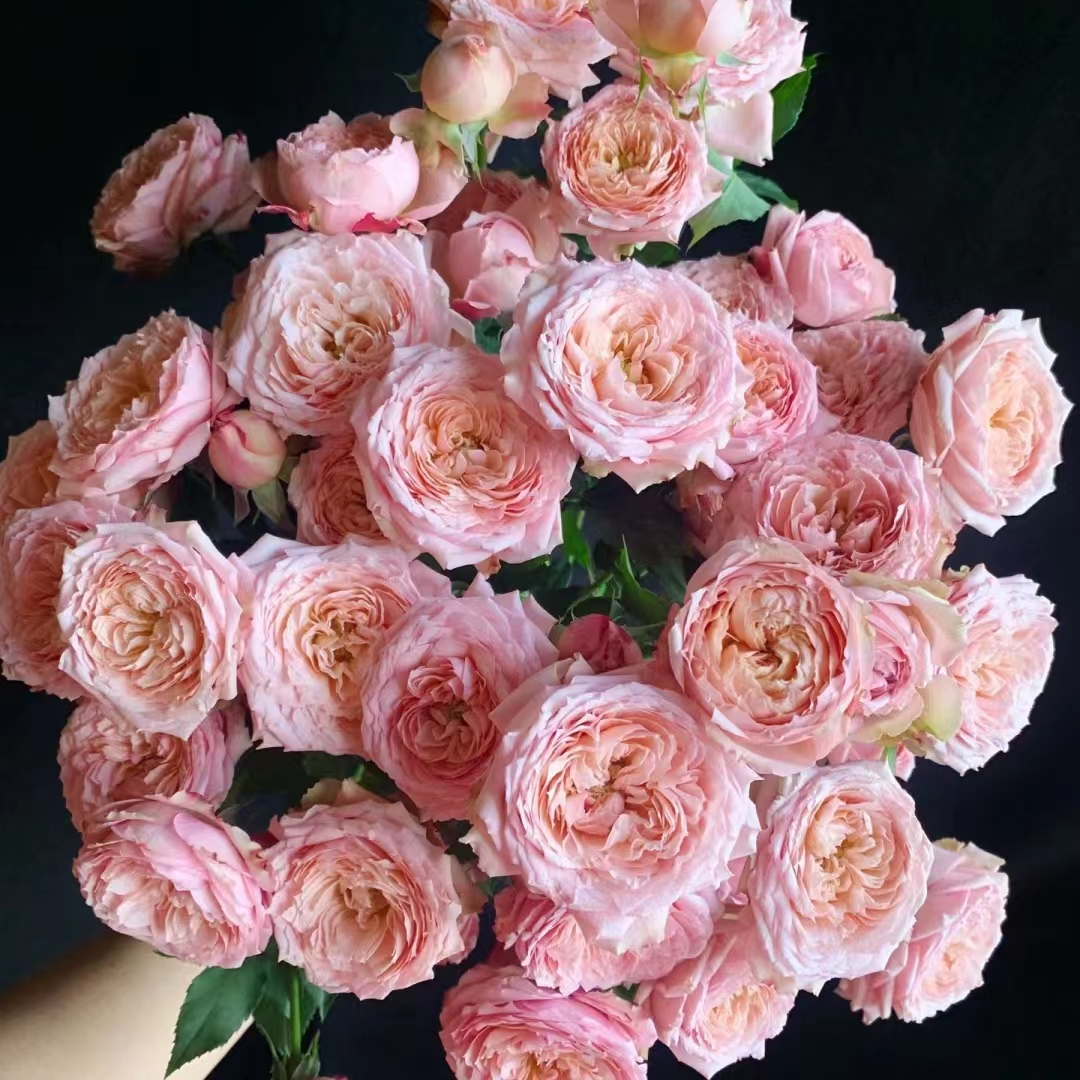 朱丽叶塔玫瑰18支+2支防损（1单包邮 2单升级快递）