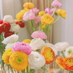20%不售后 洋牡丹 花期长 富贵花 超级好看