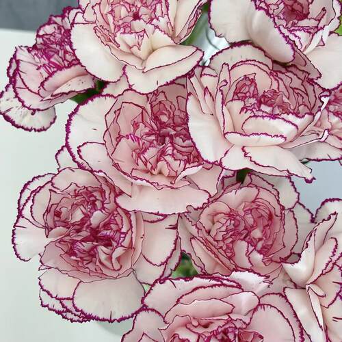 紫精灵康乃馨鲜切花云南昆明基地直发家用插花水养母亲节鲜花