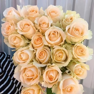 香槟玫瑰16支+4支防损 (1单包邮 2单升级快递)