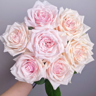 香巴拉玫瑰18支+2支防损 (1单包邮2单升级京东或德邦或顺丰)