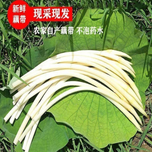 (顺丰)现挖洪湖藕带藕尖藕肠子