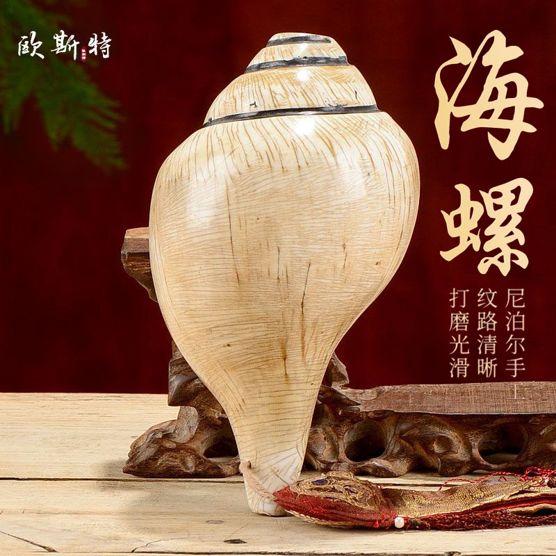 欧斯特  尼泊尔佛事生物右旋天然白海螺 大号带飘带客厅桌面摆件