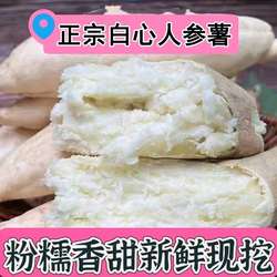 湛江沙地白皮人参薯香粉糯板栗味红薯新鲜现挖地瓜小香薯山芋番薯