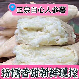 湛江沙地白皮人参薯香粉糯板栗味红薯新鲜现挖地瓜小香薯山芋番薯