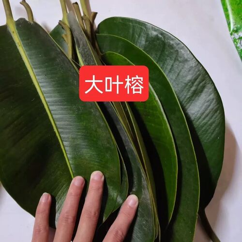 新鲜现摘大叶榕巨拟叶螽食物榕树叶可喂虫子榕树叶可雕刻画大叶榕