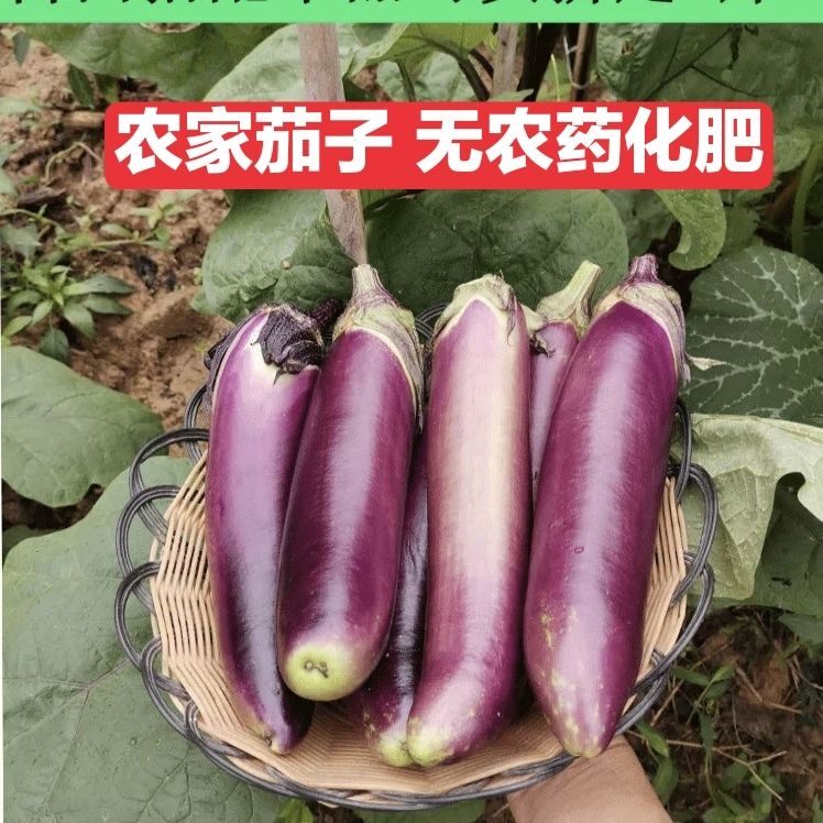 广东廉江农家新鲜蔬菜有机肥当季茄子现摘烧烤蒜蓉茄子紫皮茄子