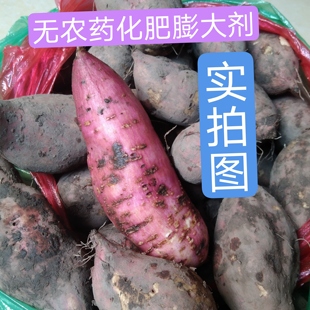 广东廉江农家自种土红薯新鲜现挖老品种红皮粉面甜番薯地瓜山芋