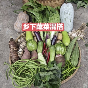 农家新鲜蔬菜组合茄子青瓜南瓜西红柿辣椒丝瓜应季菜有机肥青菜
