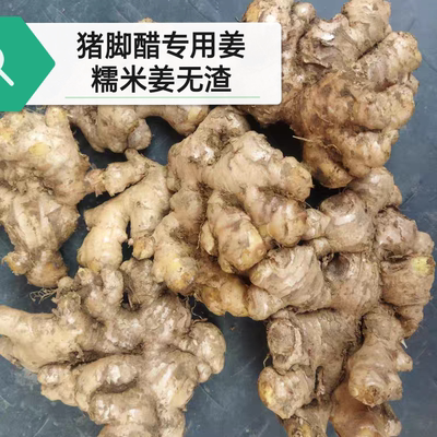 广东廉江农家有机肥糯米姜猪脚醋专用姜糯米姜无渣月子姜小黄姜