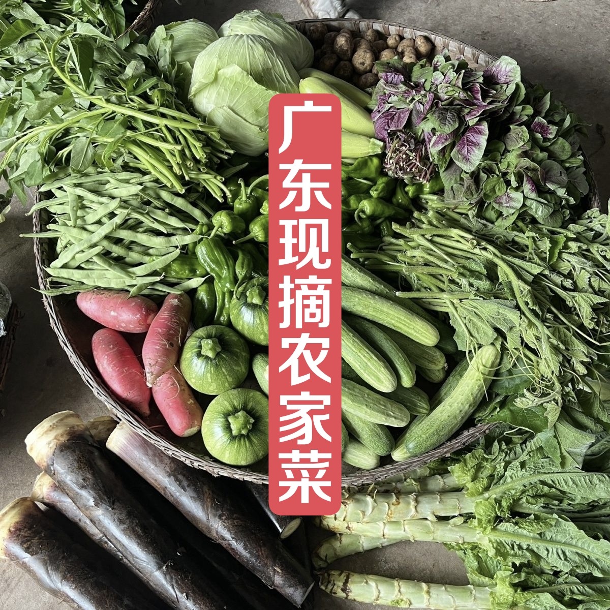 广东农家自种蔬菜无农药新鲜现摘现发时令菜应季叶菜组合混搭青菜