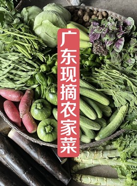 广东农家自种蔬菜无农药新鲜现摘现发时令菜应季叶菜组合混搭青菜