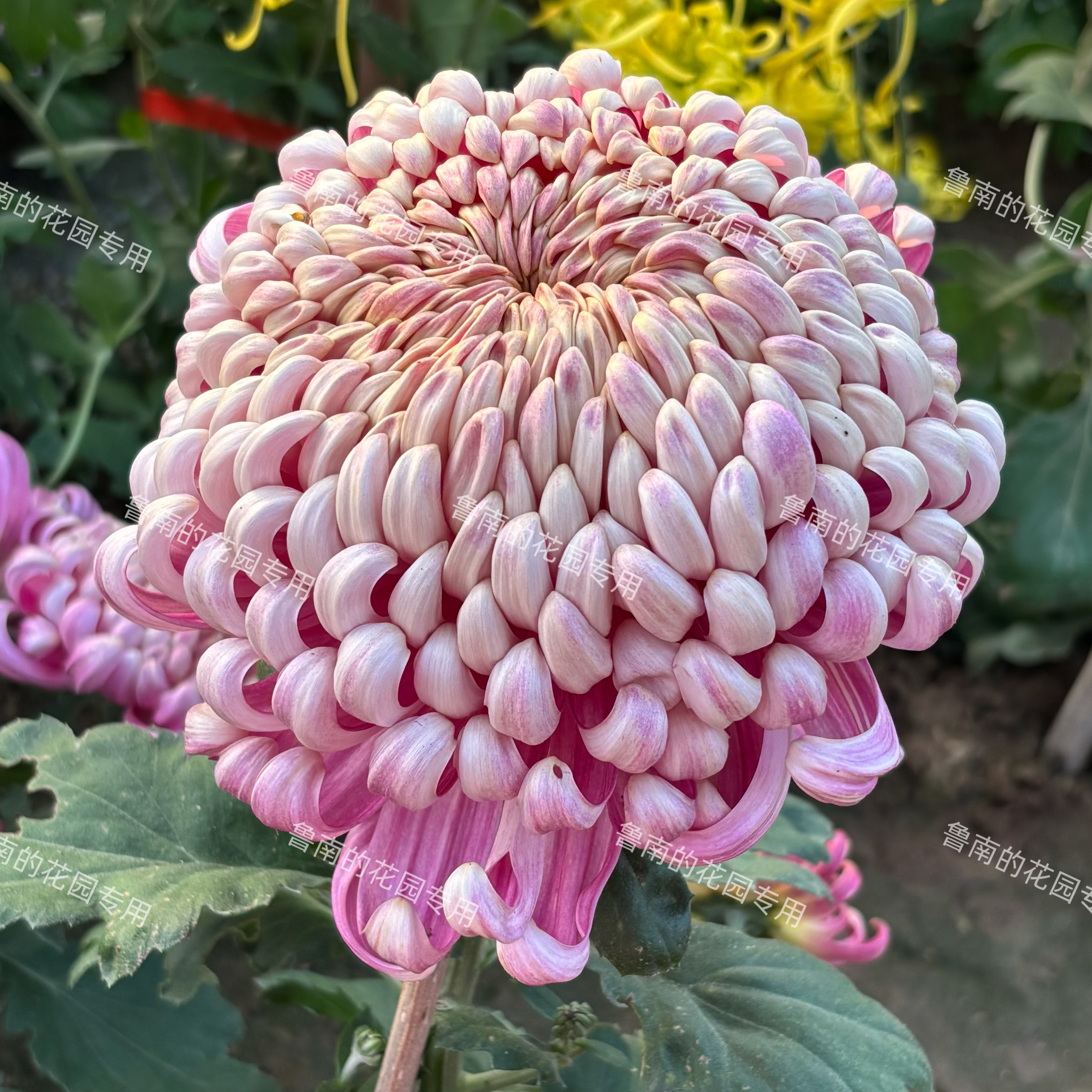 鲁南的花园大菊花苗3B组 多品菊花类
