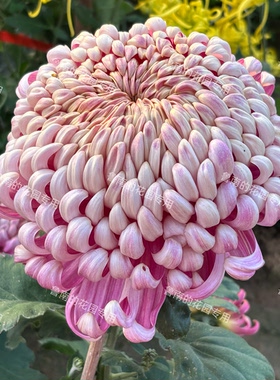 鲁南的花园大菊花苗3B组 多品种对版国华圣者瑞云殿大菊花苗
