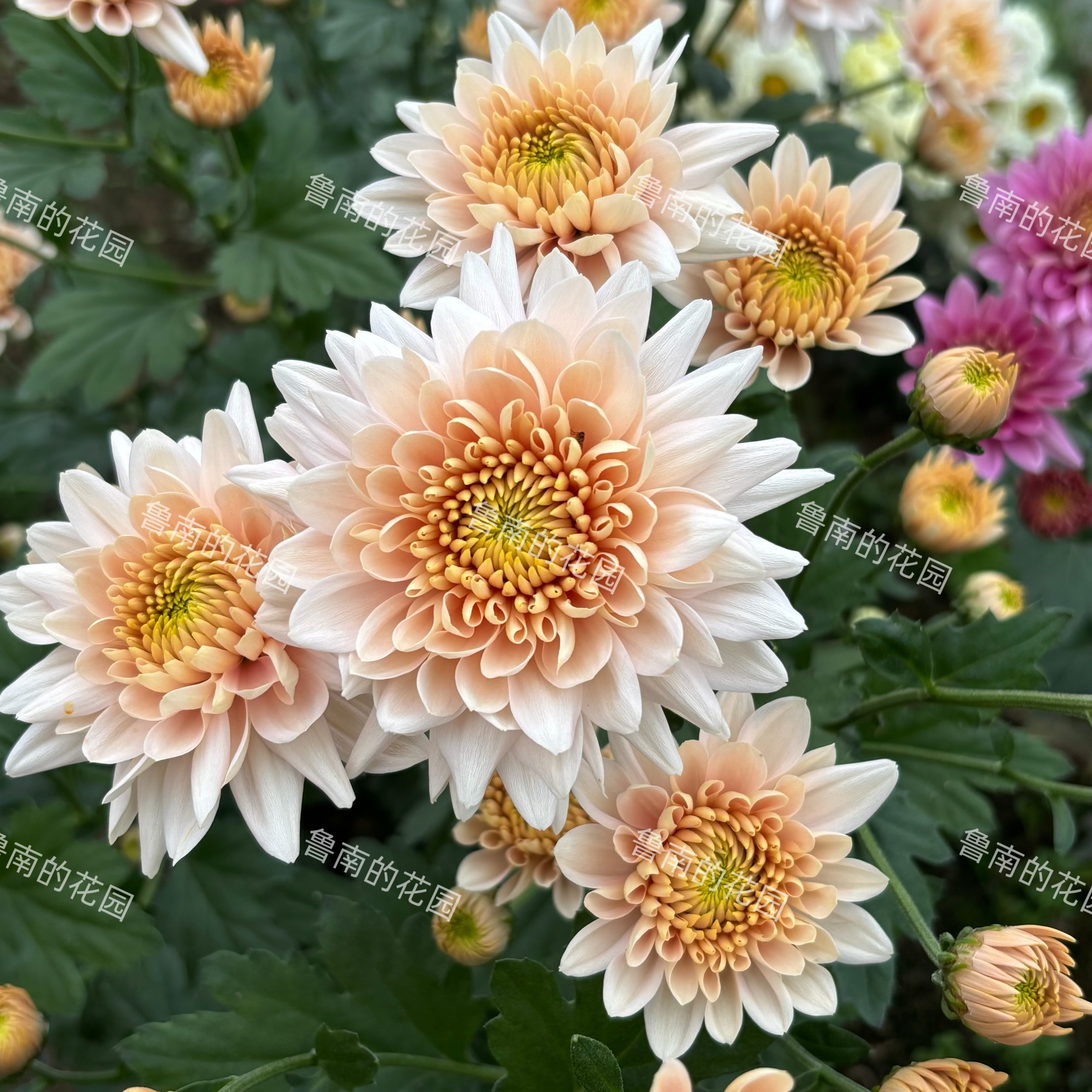 鲁南的花园切花菊苗1A组 荷兰菊花类