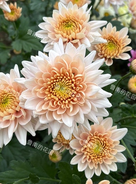 鲁南的花园切花菊苗1A组 荷兰菊雏菊多年生宿根穴盘苗对版