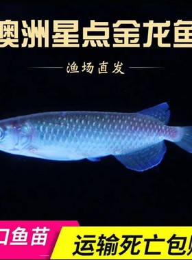 澳洲星点龙鱼苗热带观赏鱼