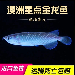 澳洲星点龙鱼苗新手金龙鱼练手鱼苗活体宠物观赏鱼红龙练手淡水鱼